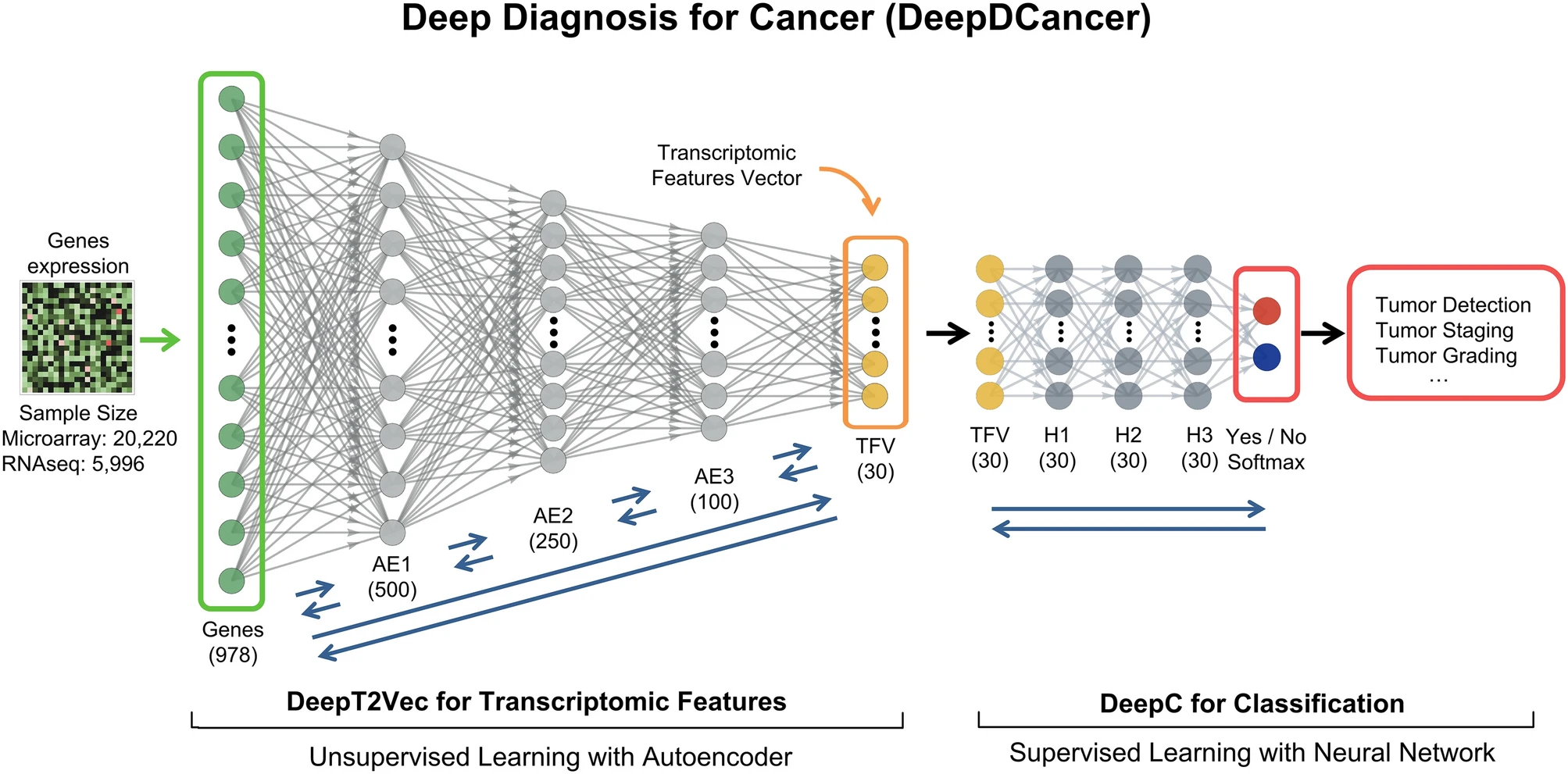 Unsupervised and supervised learning with neural network for human transcriptome analysis and cancer diagnosis